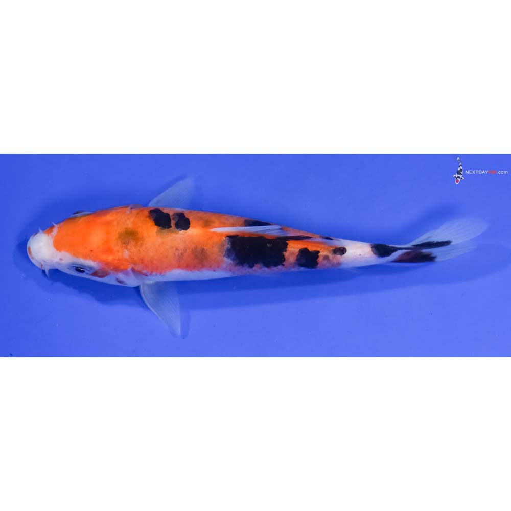 5.5” Imported Aka Sanke