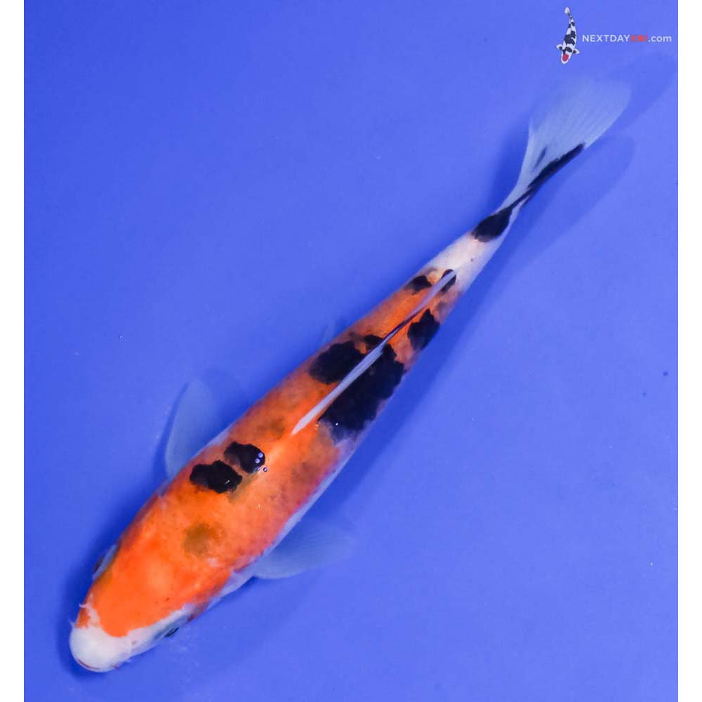 5.5” Imported Aka Sanke