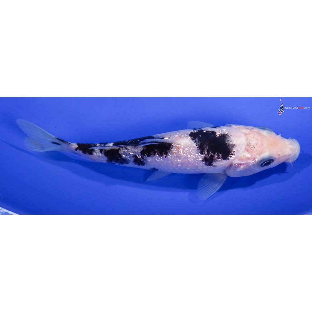 4.5” Imported Gin Rin Shiro Bekko