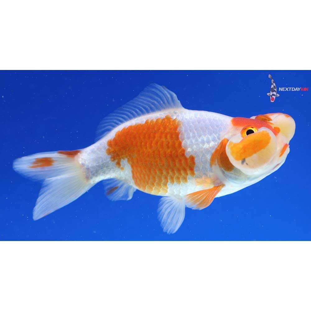 4” Imported Male Red and White Bubble Eye
