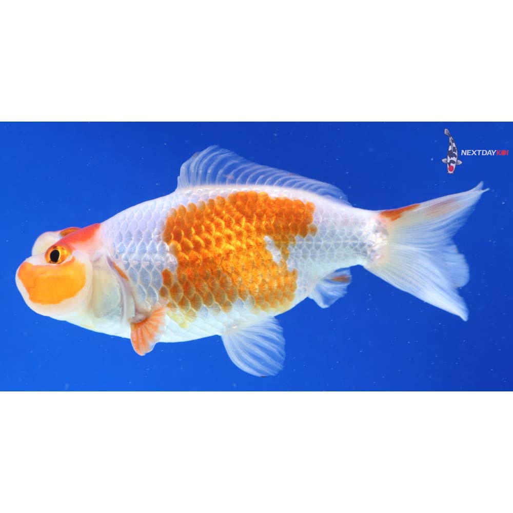 4” Imported Male Red and White Bubble Eye