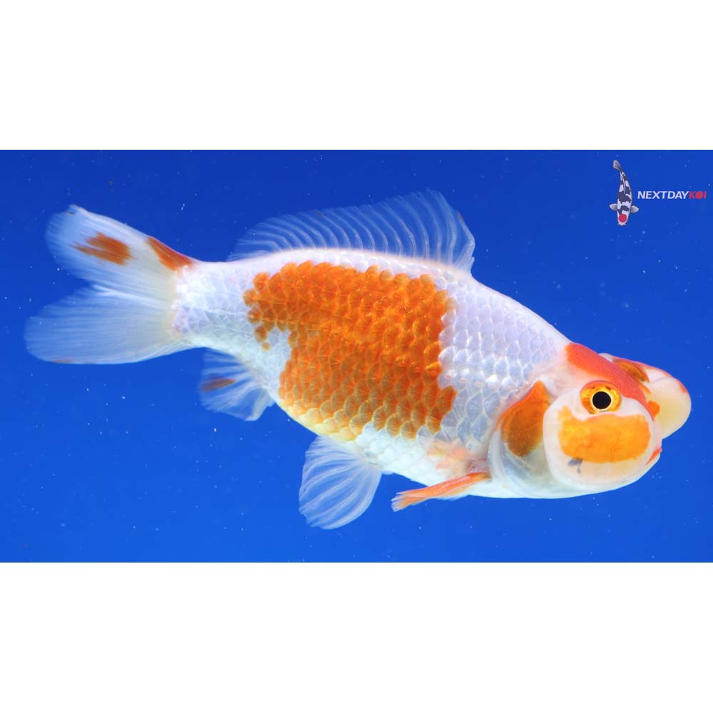 4” Imported Male Red and White Bubble Eye