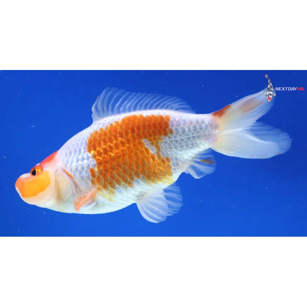 4” Imported Male Red and White Bubble Eye