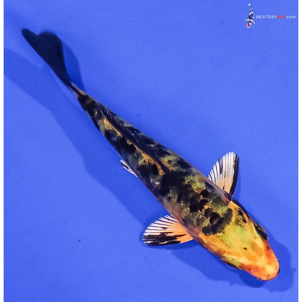 3.5” Imported Armor Scaled Kin Ki Bekko