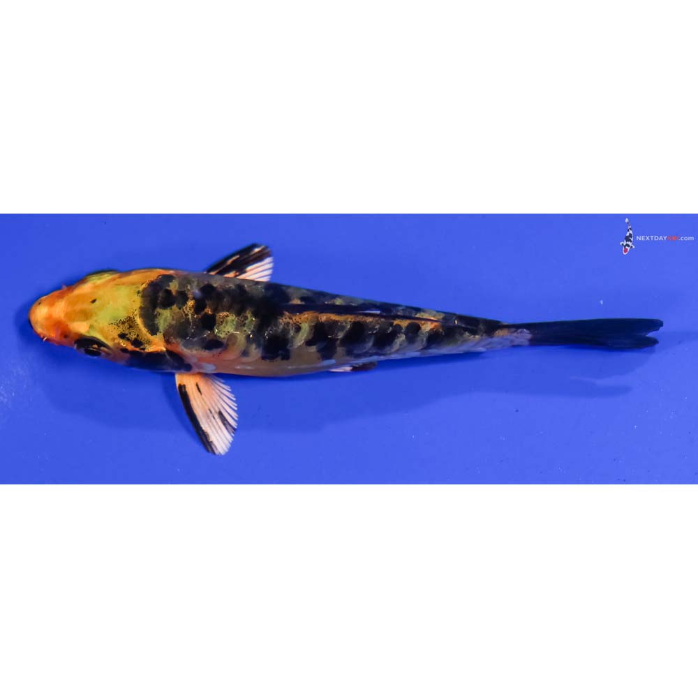 3.5” Imported Armor Scaled Kin Ki Bekko