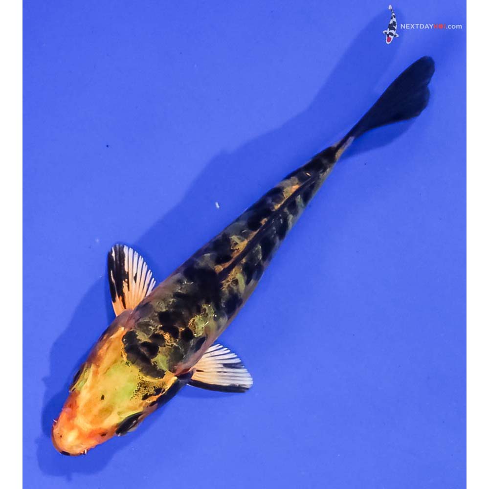 3.5” Imported Armor Scaled Kin Ki Bekko