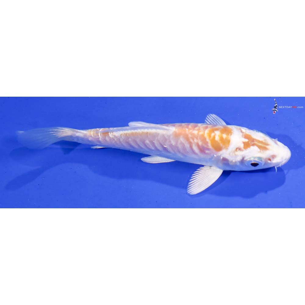 3.5” Imported Armor Scaled Lemon Hariwake