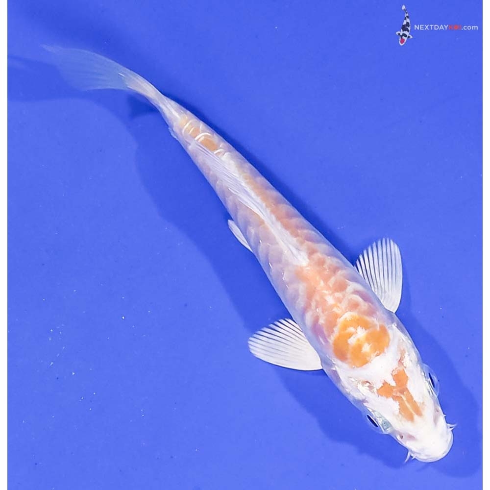 3.5” Imported Armor Scaled Lemon Hariwake