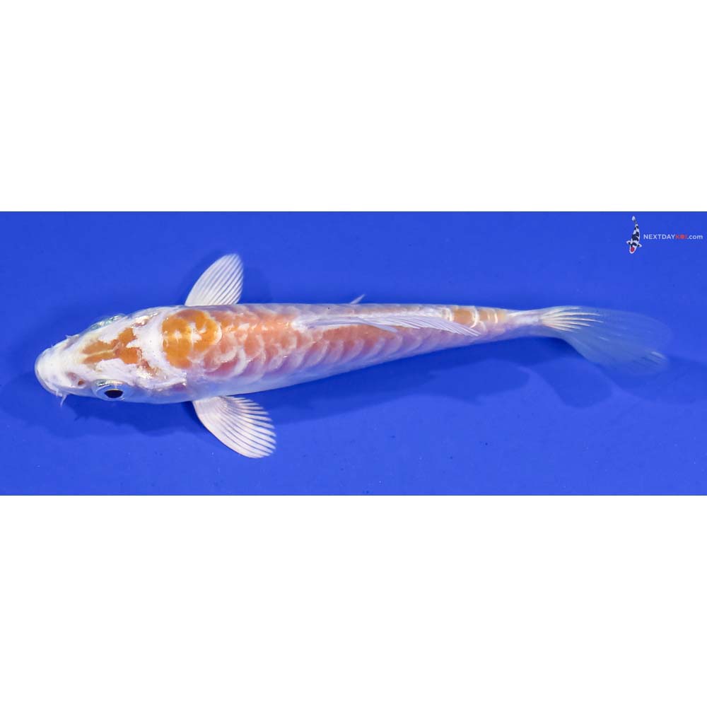 3.5” Imported Armor Scaled Lemon Hariwake