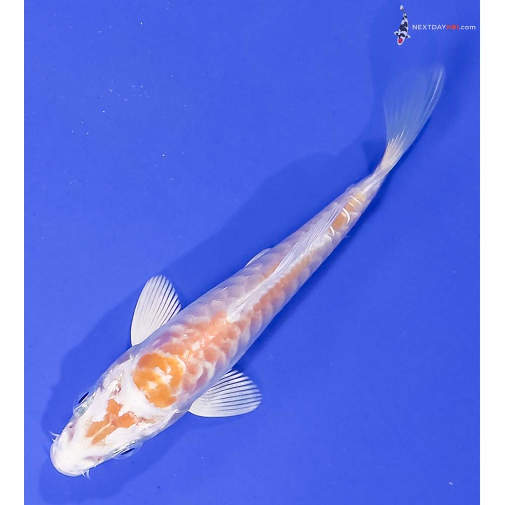 3.5” Imported Armor Scaled Lemon Hariwake