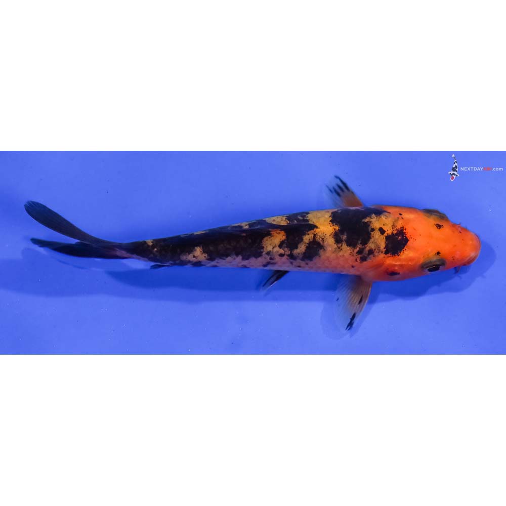 4” Imported Aka Bekko