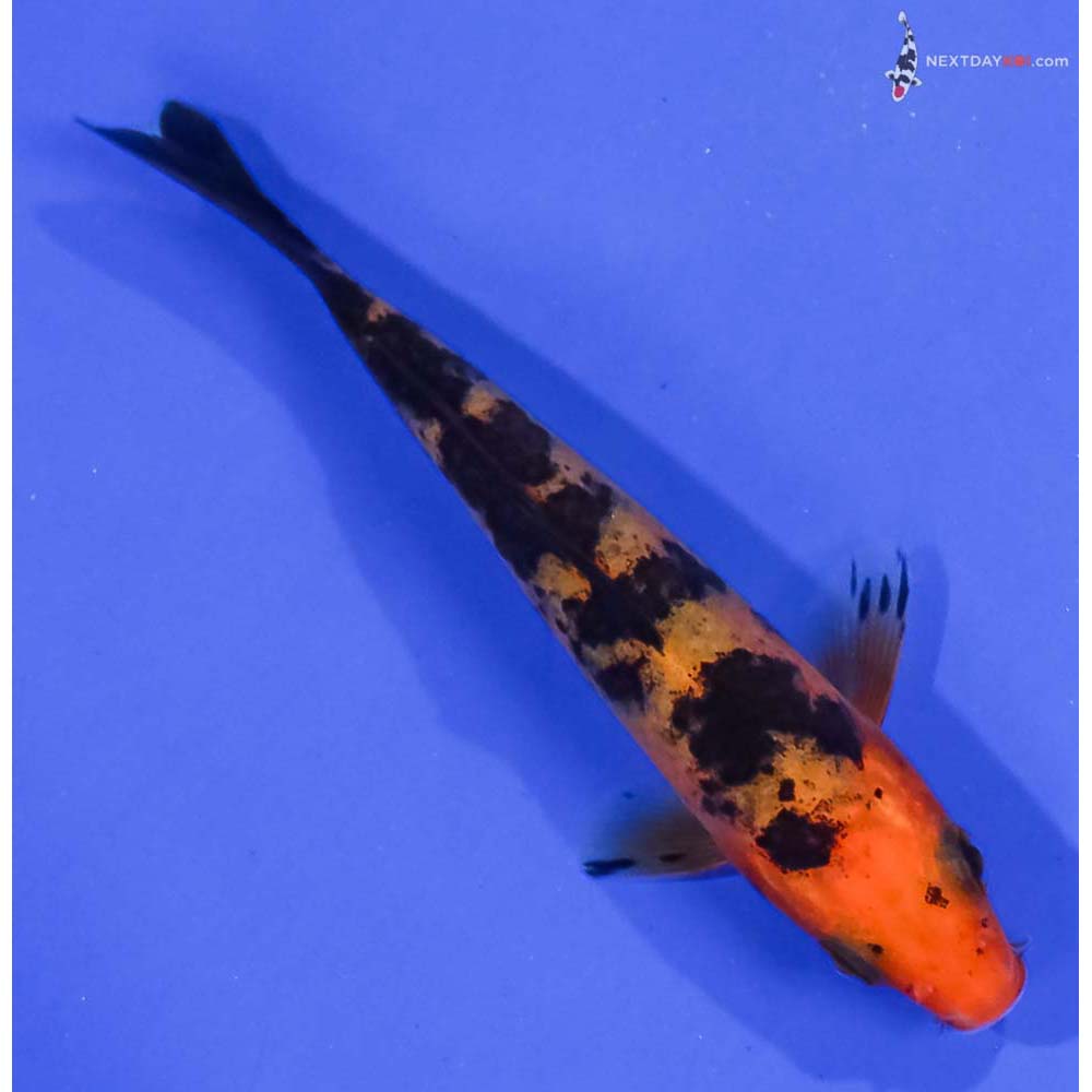 4” Imported Aka Bekko