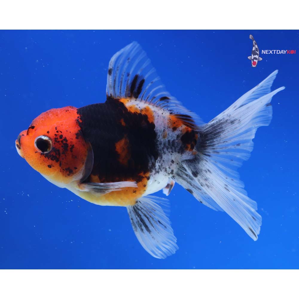 4.5” Imported Calico Oranda