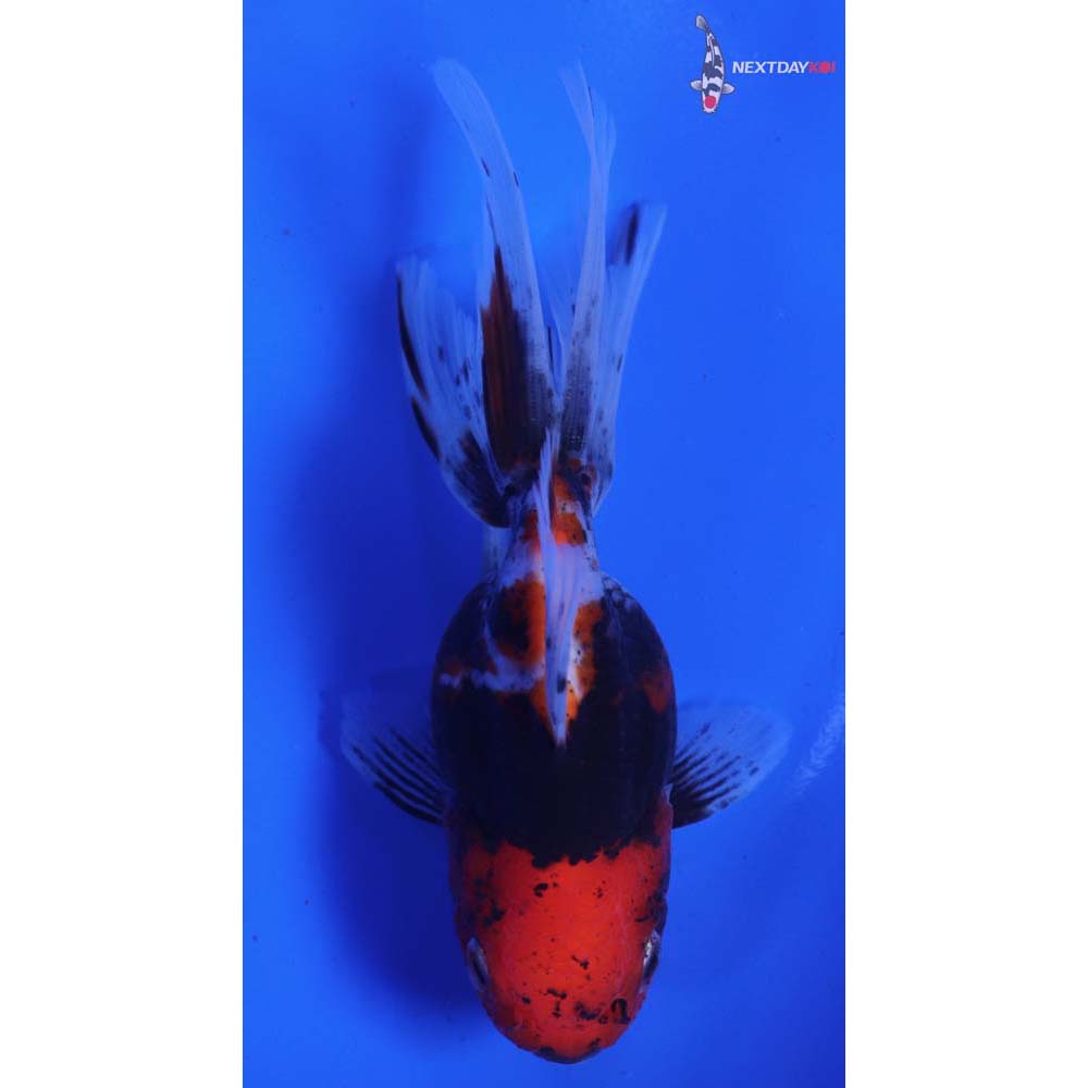 4.5” Imported Calico Oranda