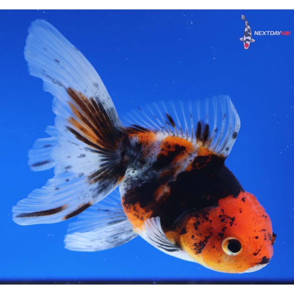 4.5” Imported Calico Oranda