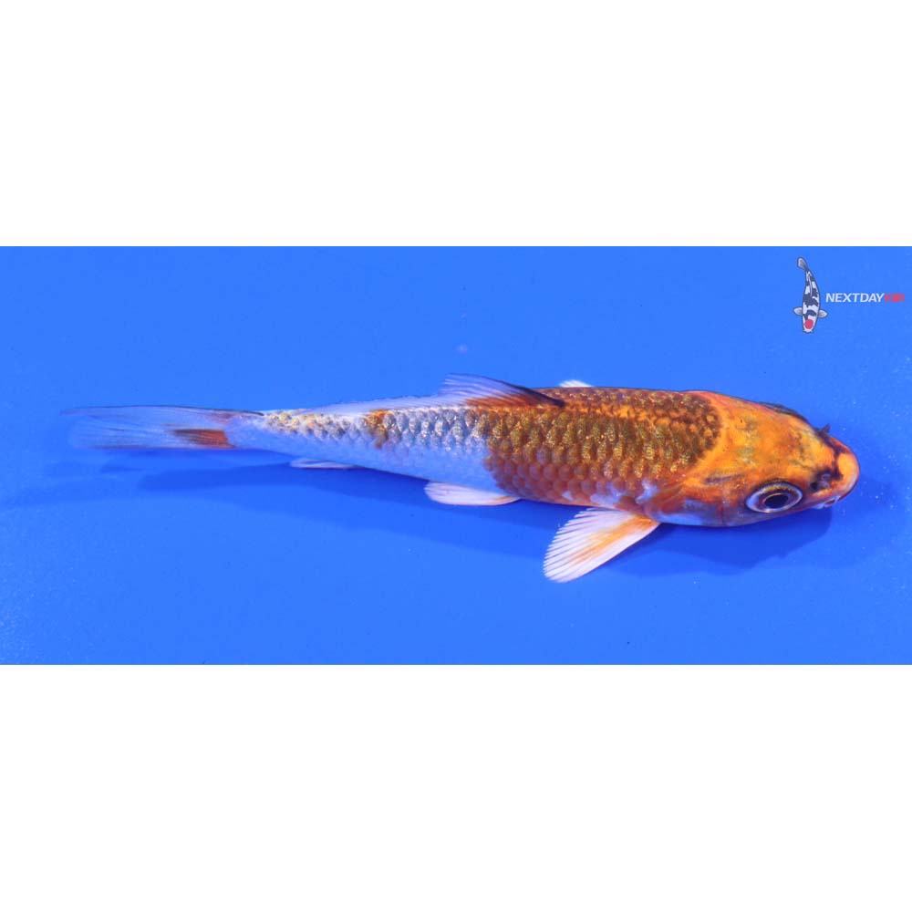 3.5” Imported Kujaku