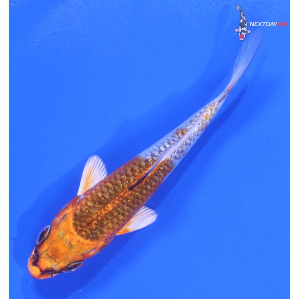 3.5” Imported Kujaku