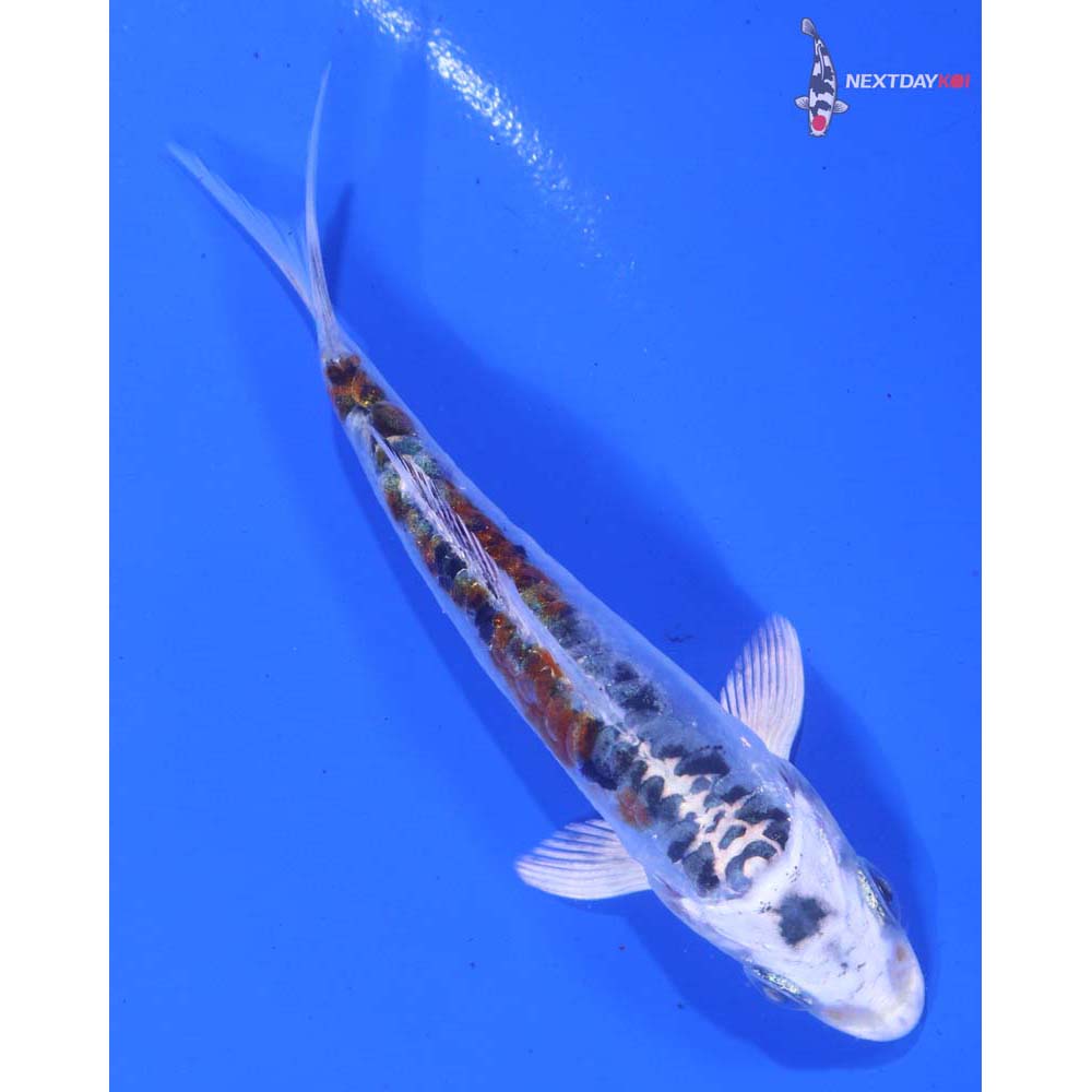 3.5” Imported Doitsu Kujaku