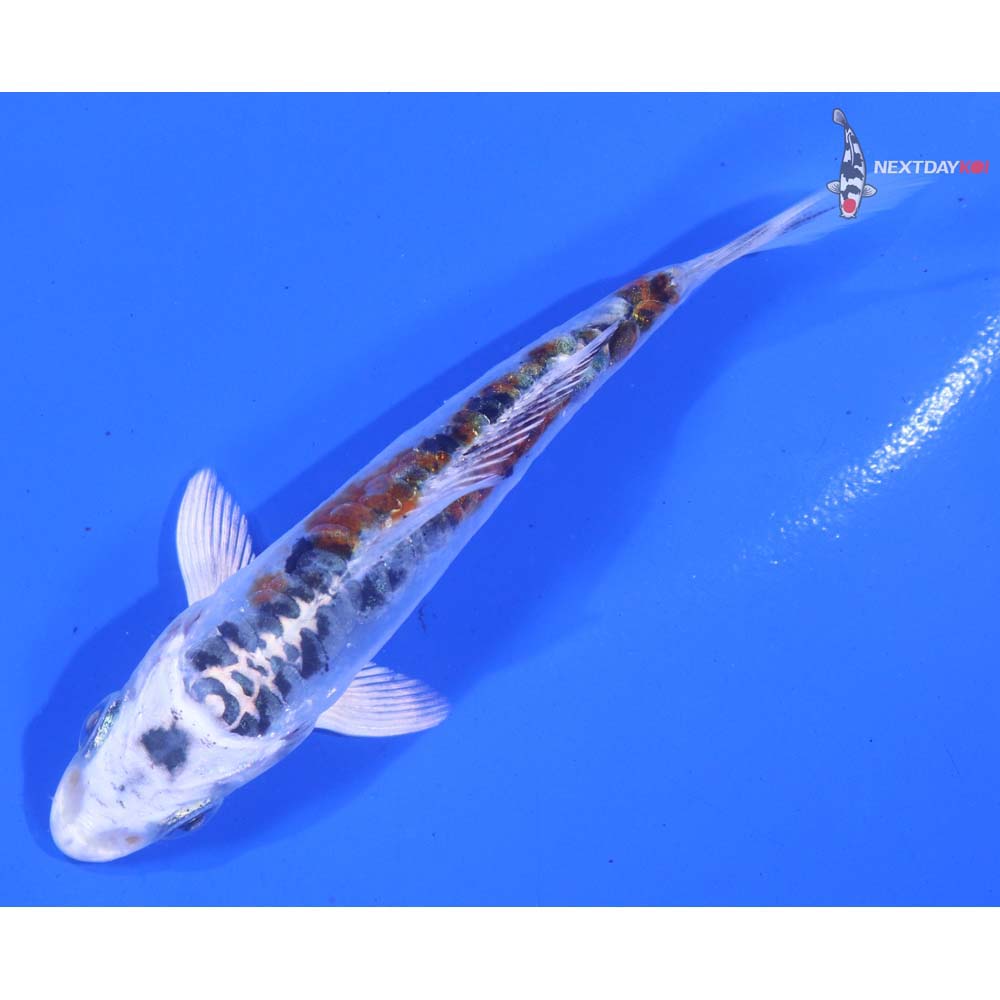 3.5” Imported Doitsu Kujaku