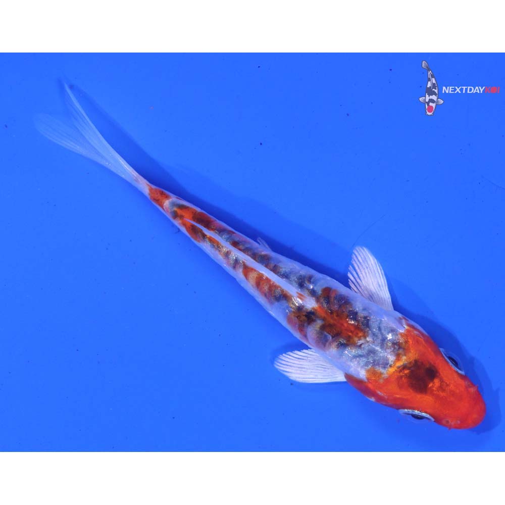 3.5” Imported Armor Scaled Yamato Nishiki