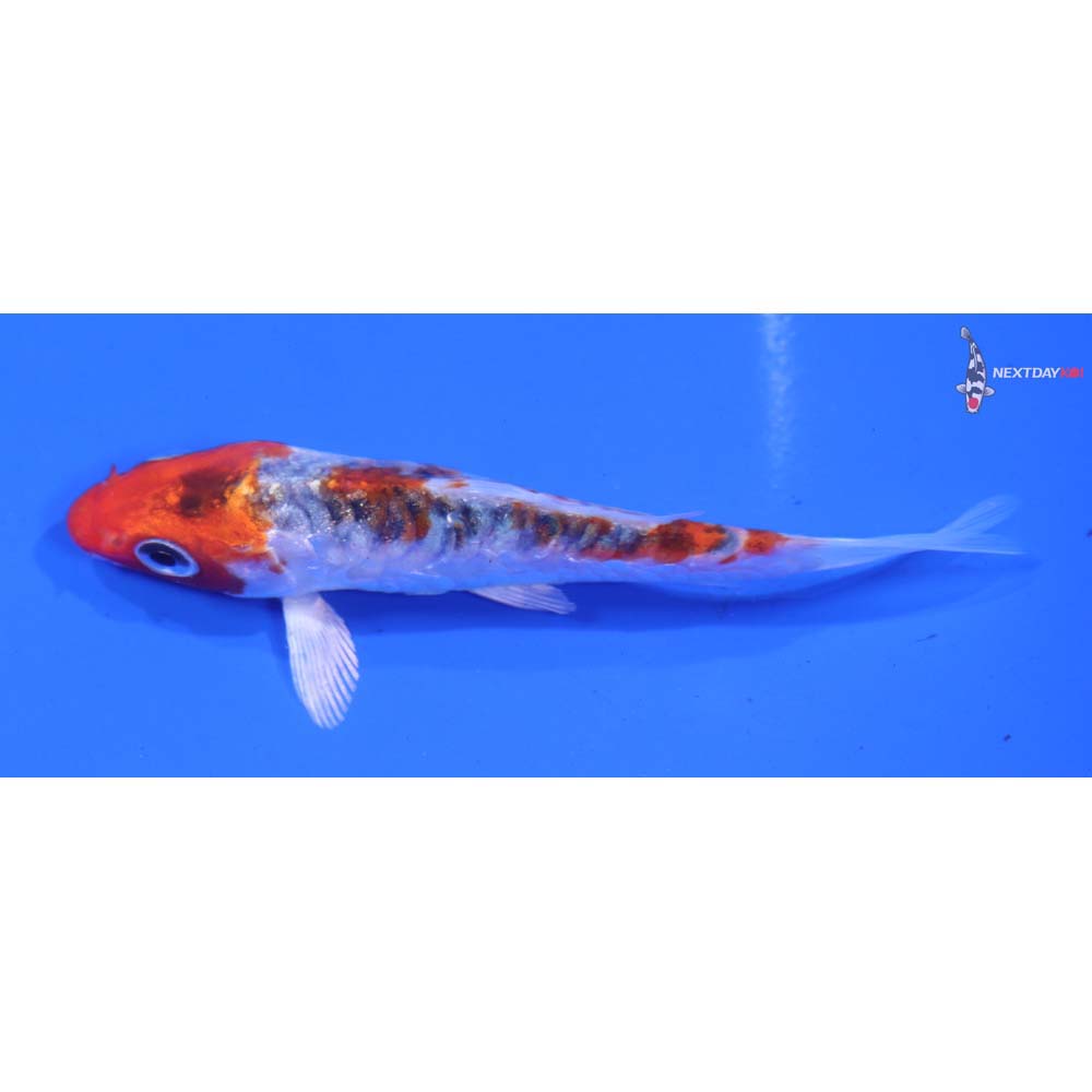 3.5” Imported Armor Scaled Yamato Nishiki