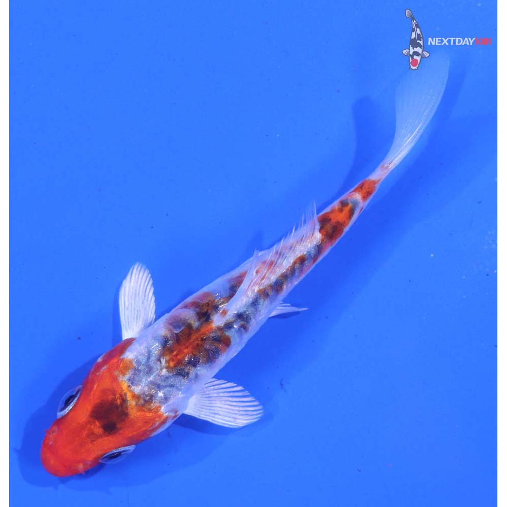 3.5” Imported Armor Scaled Yamato Nishiki