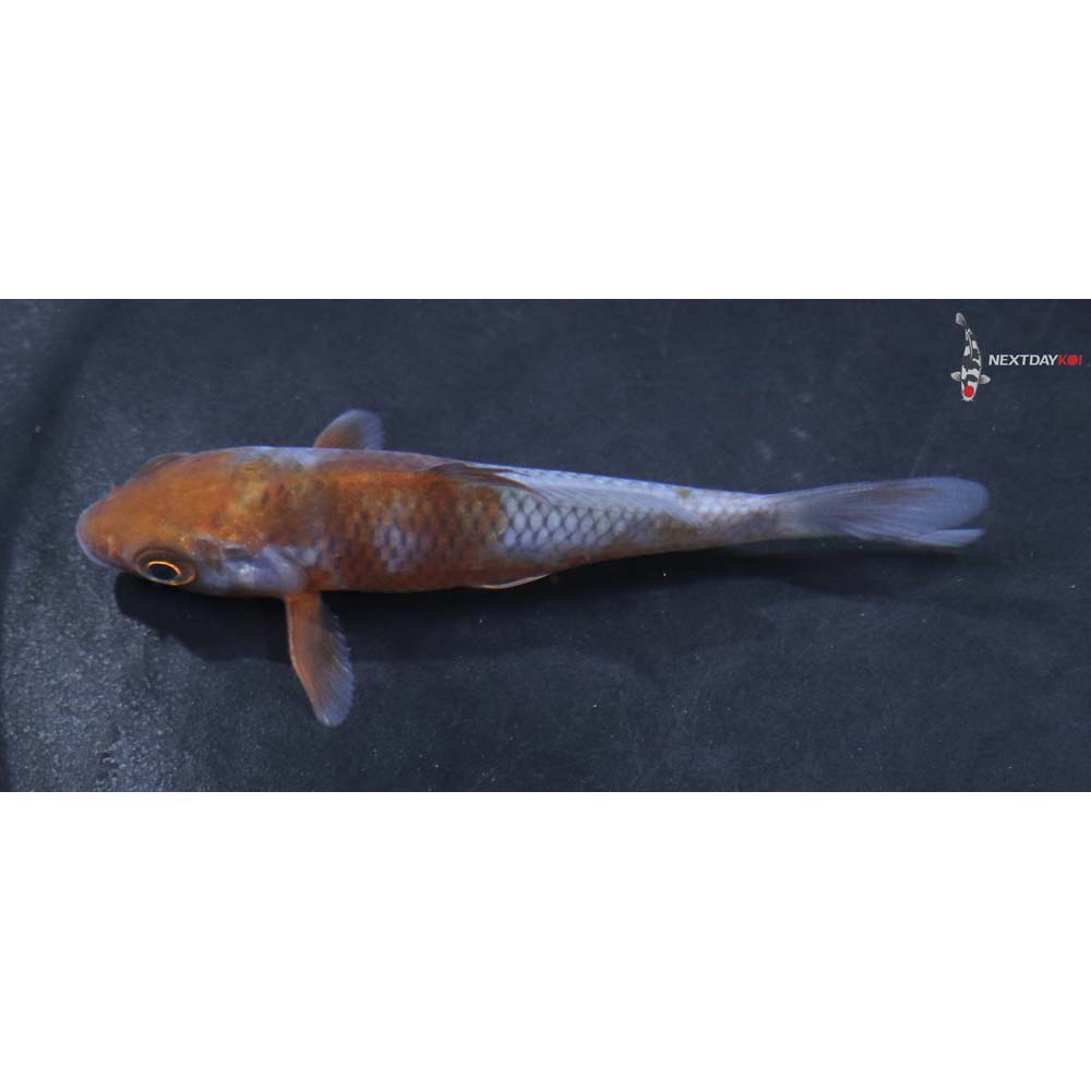 3” Imported Ochiba Shigure