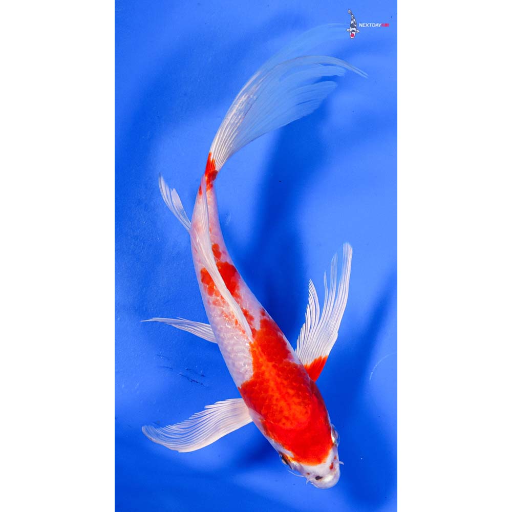 8” Imported Hariwake Butterfly Koi