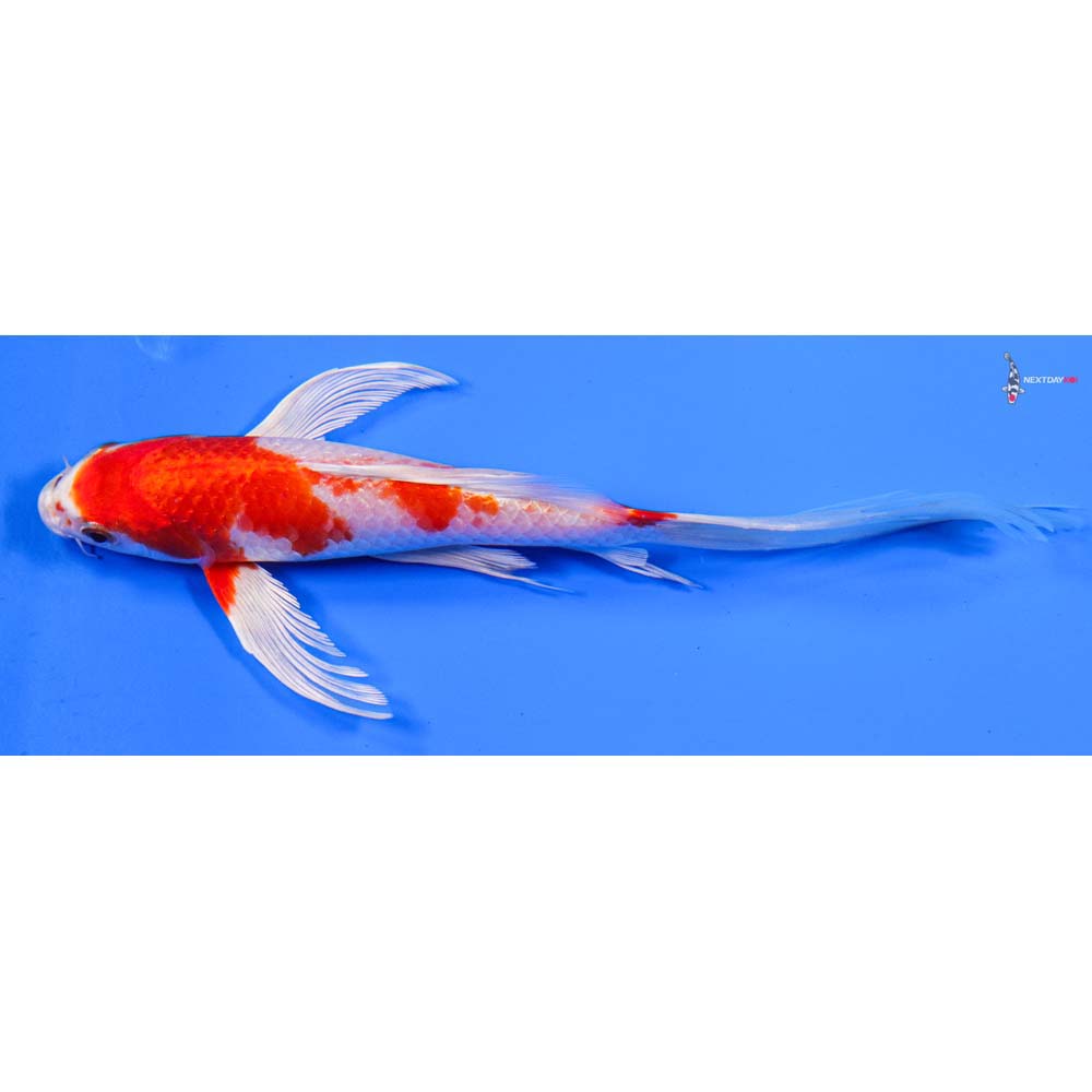 8” Imported Hariwake Butterfly Koi