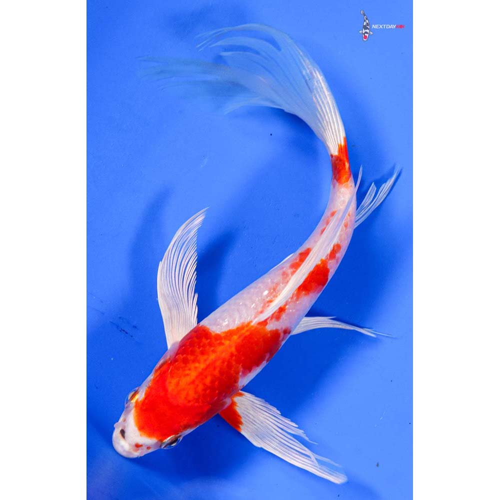 8” Imported Hariwake Butterfly Koi
