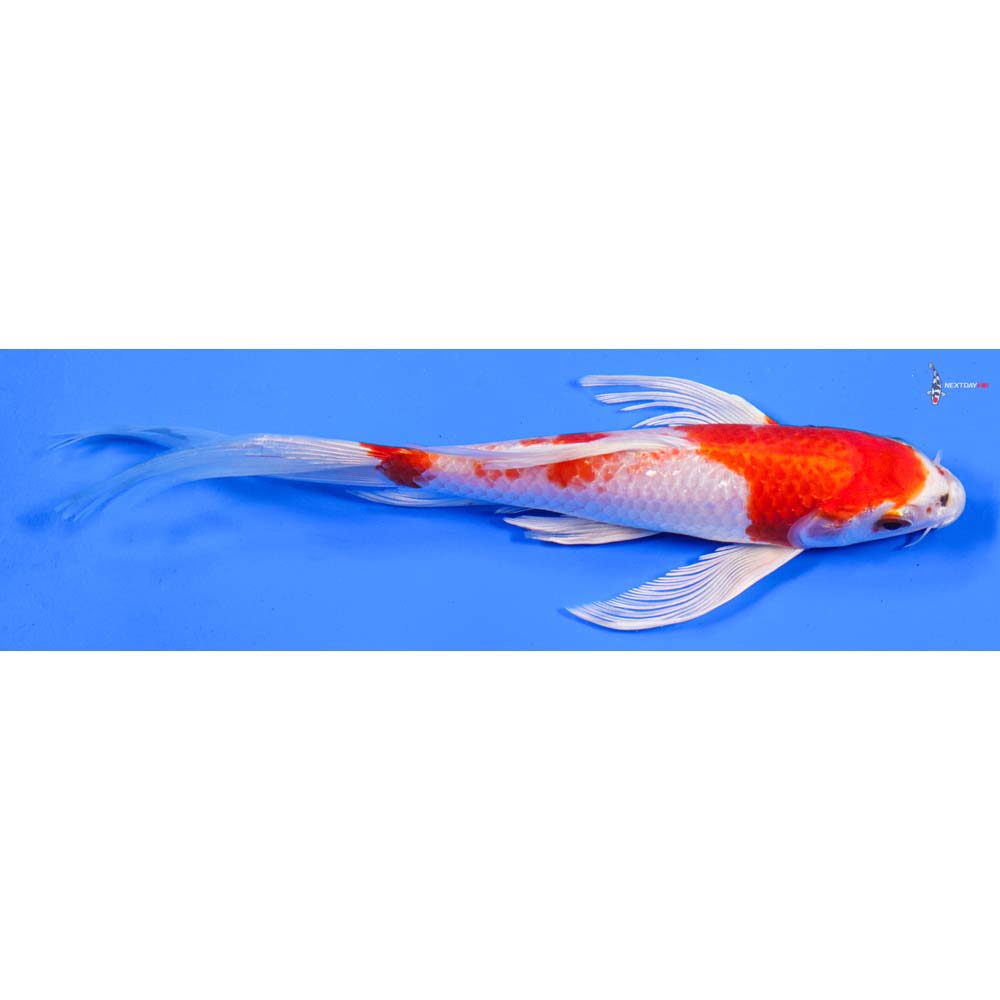 8” Imported Hariwake Butterfly Koi