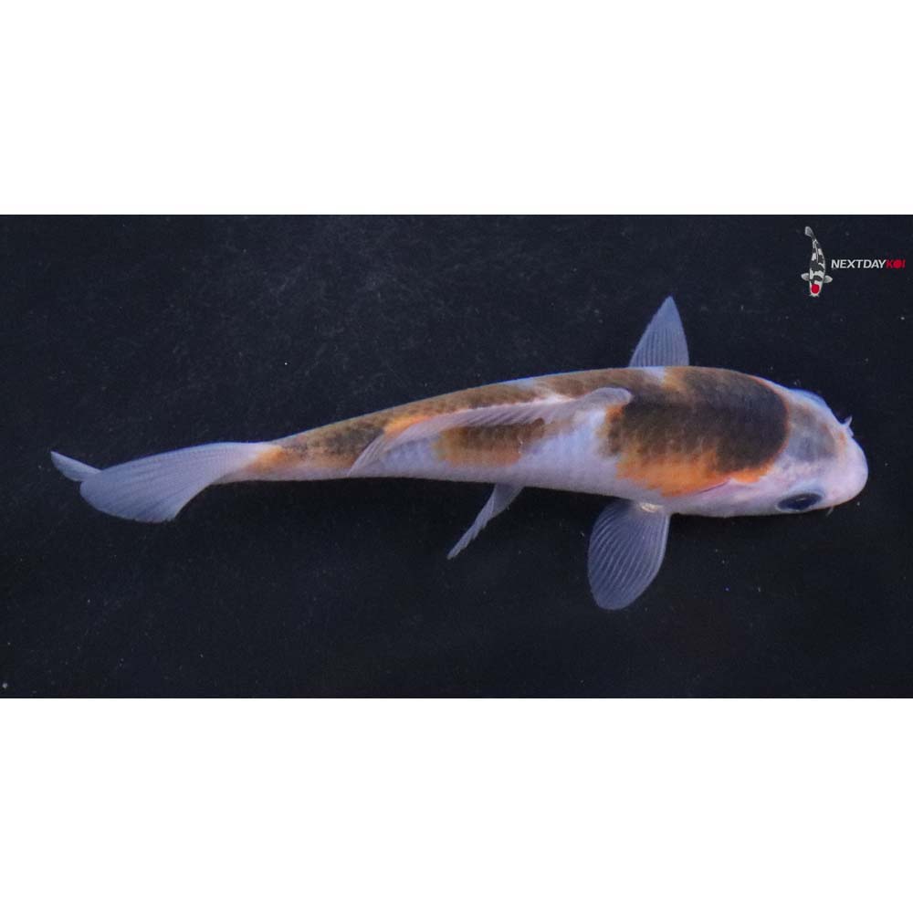 4” Imported Goromo