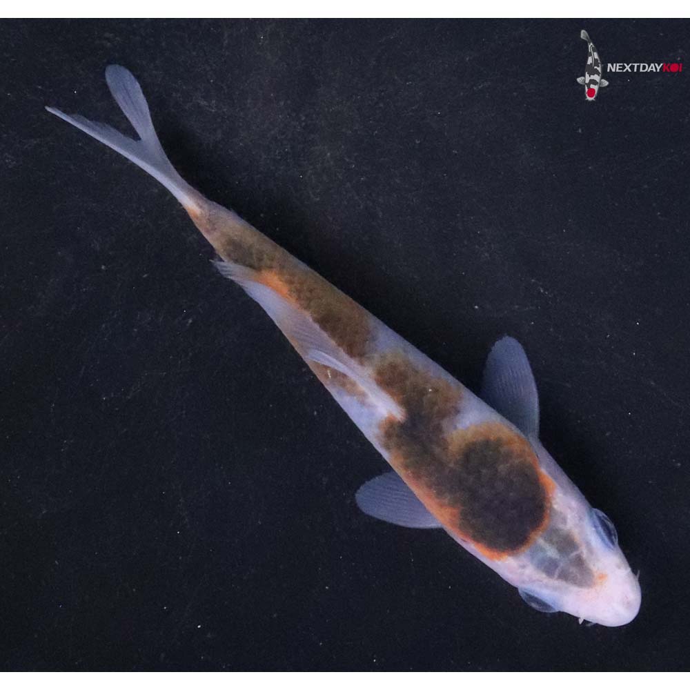 4” Imported Goromo