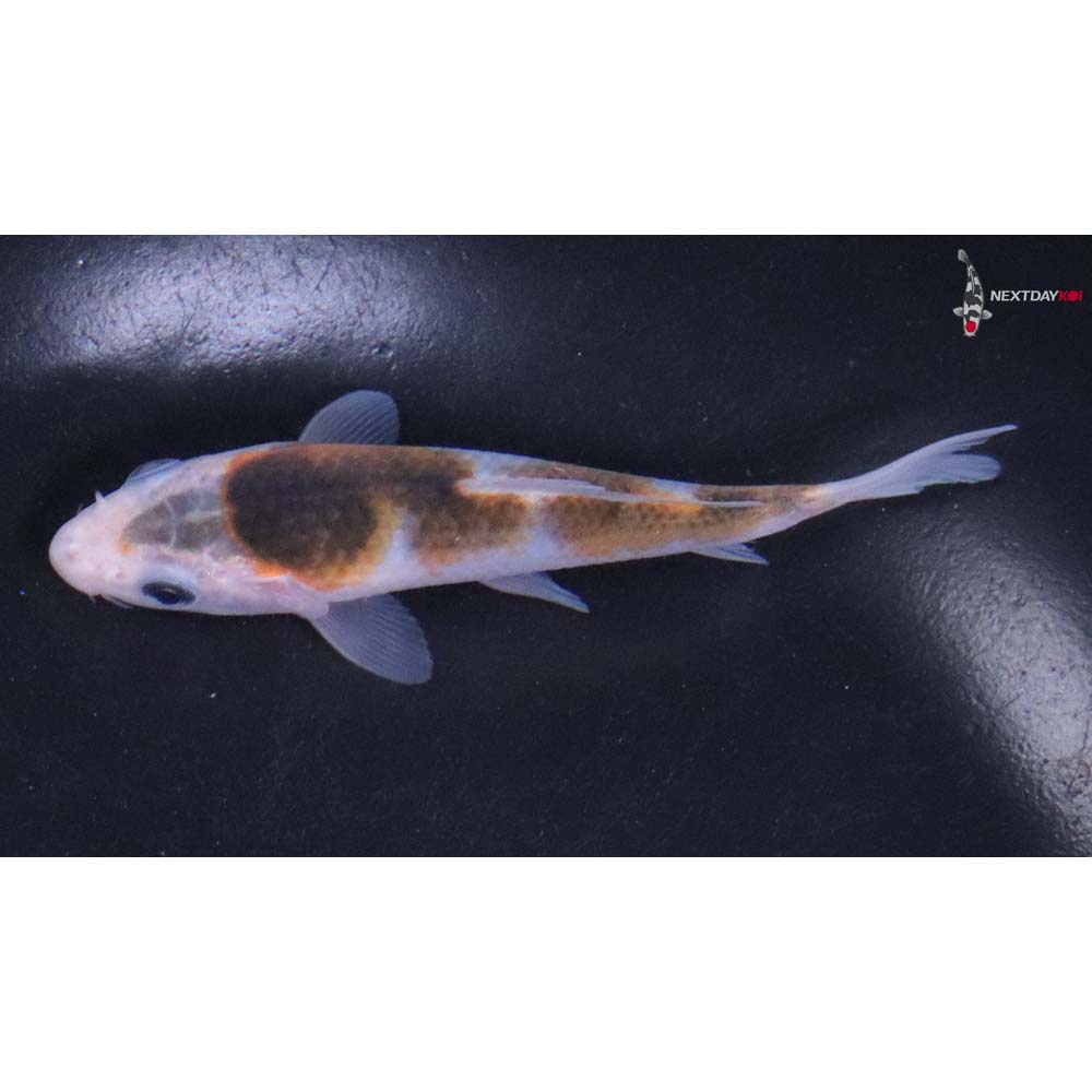 4” Imported Goromo