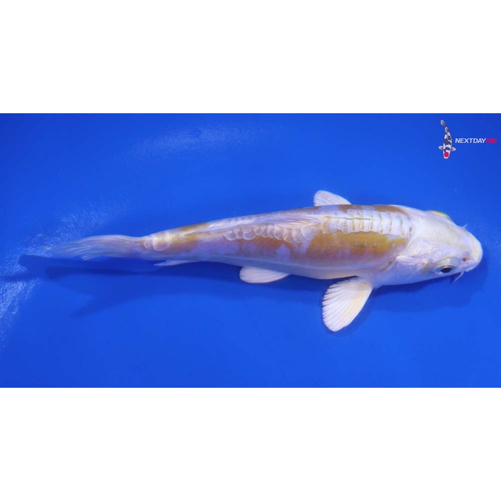 4.5” Imported Doitsu Lemon Hariwake