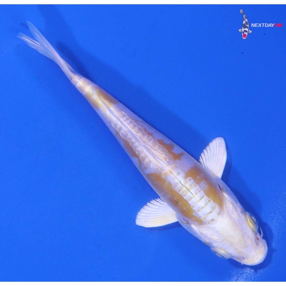 4.5” Imported Doitsu Lemon Hariwake