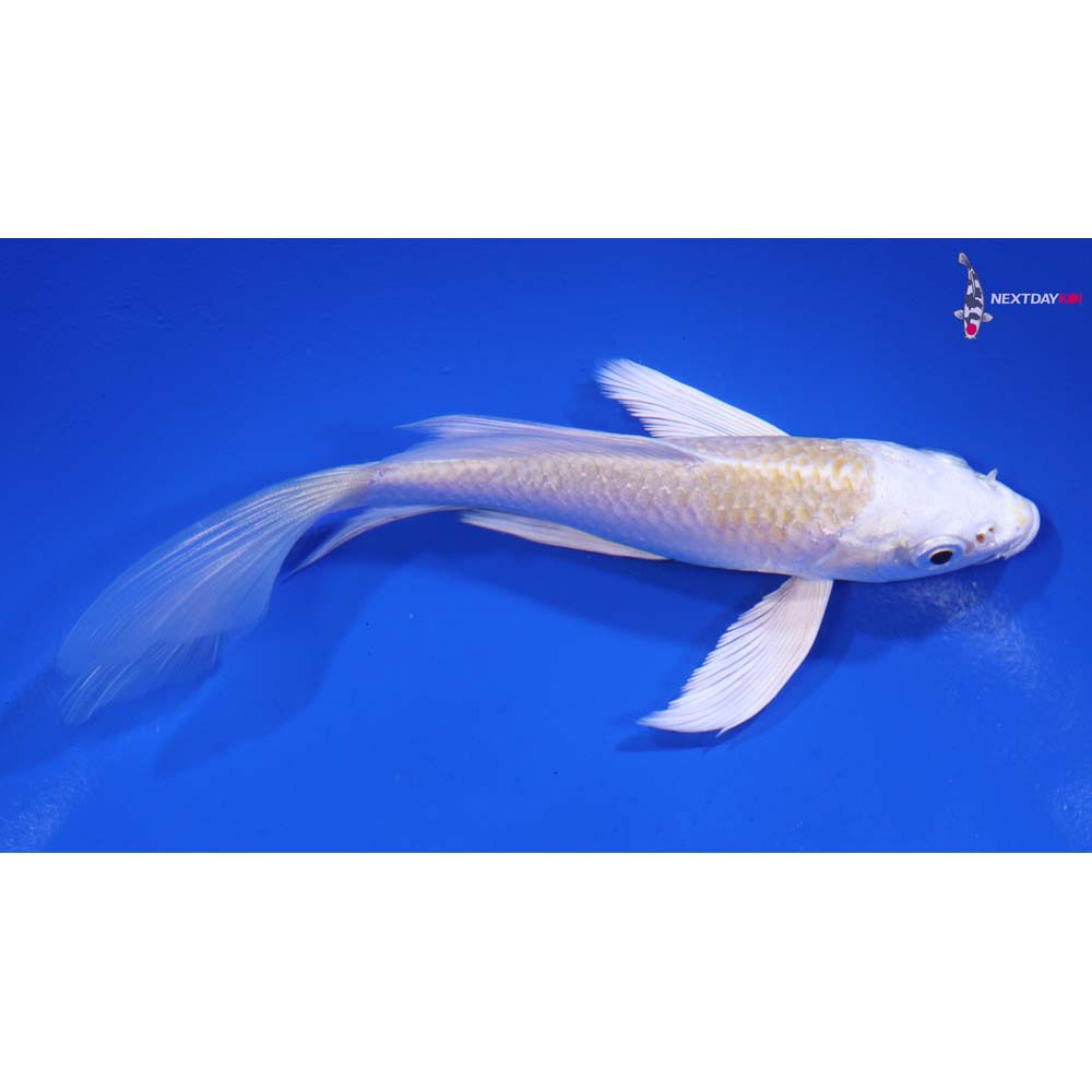 5” Imported Lemon Hariwake Butterfly Koi