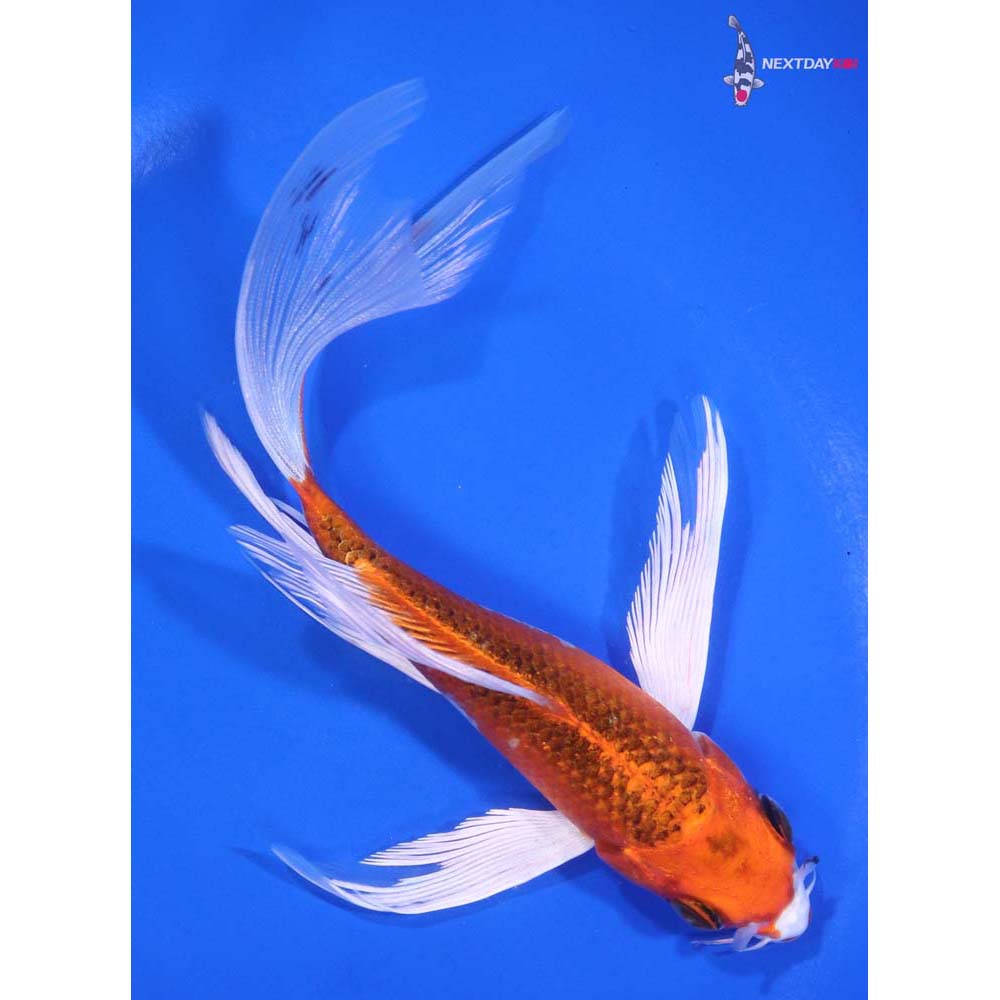 6” Imported Kujaku Butterfly Koi