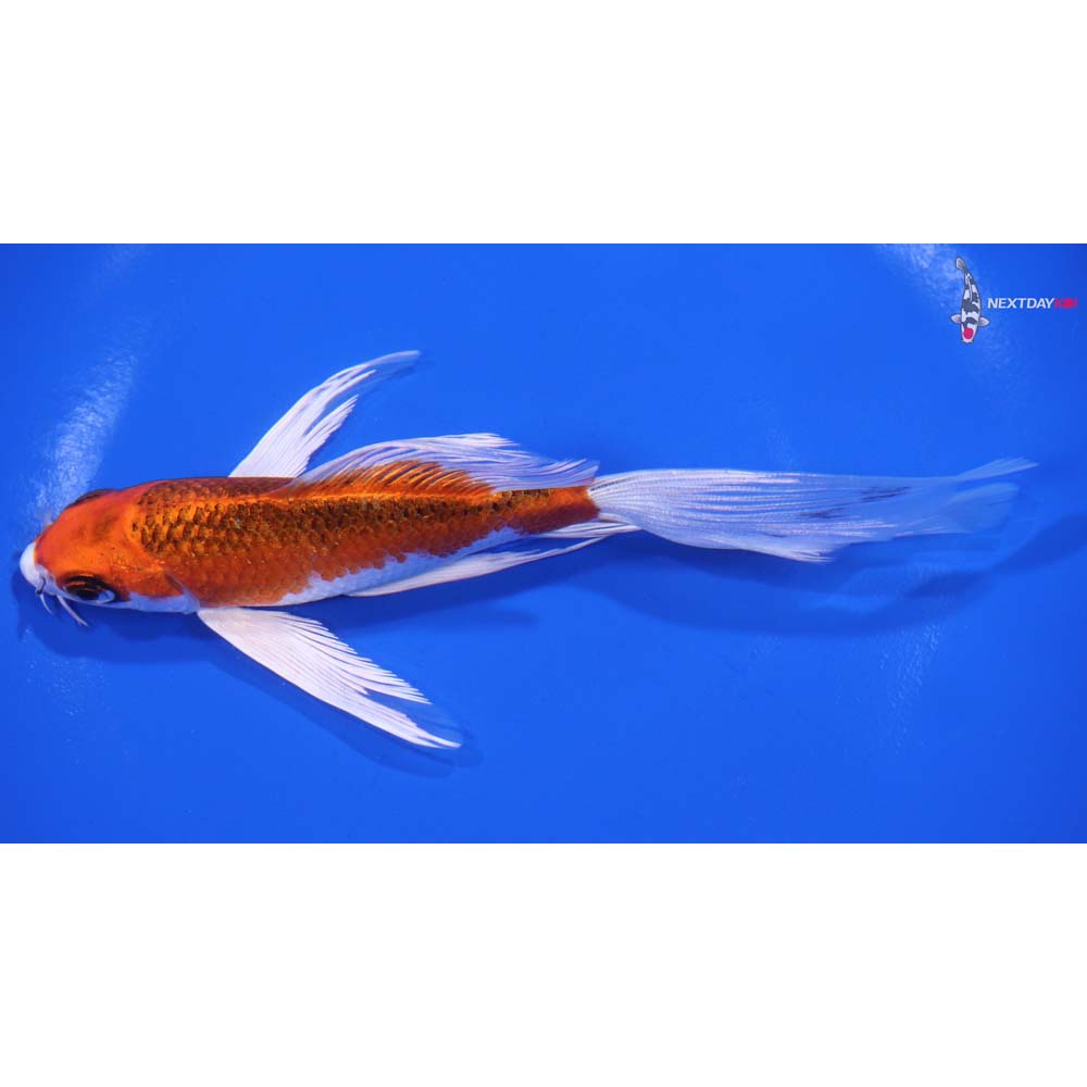 6” Imported Kujaku Butterfly Koi