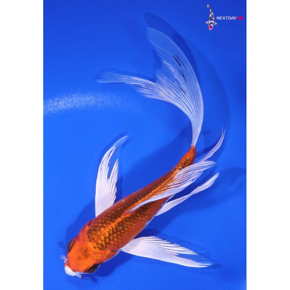 6” Imported Kujaku Butterfly Koi