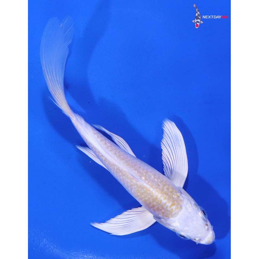 5” Imported Lemon Hariwake Butterfly Koi