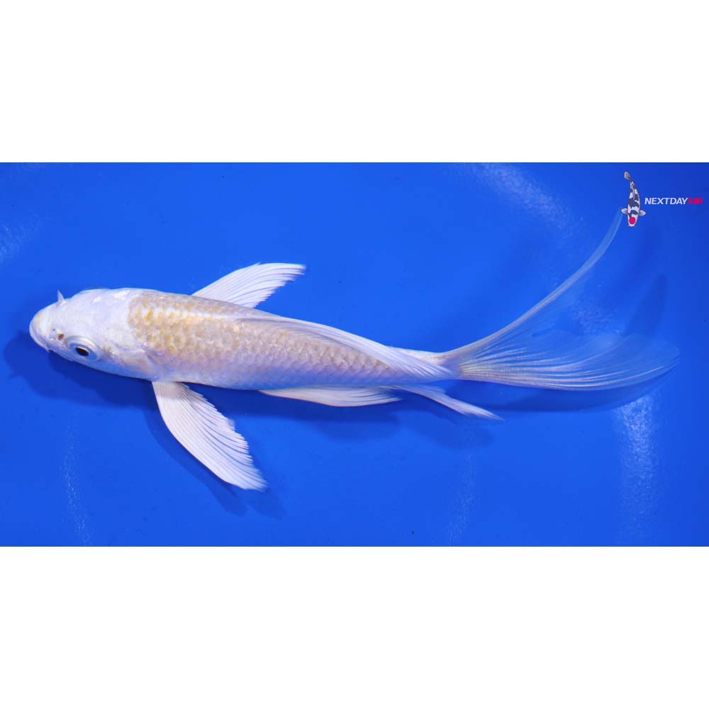 5” Imported Lemon Hariwake Butterfly Koi