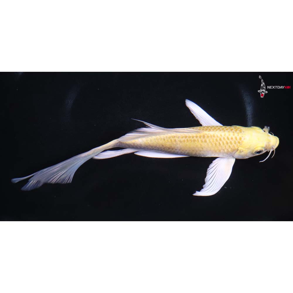6.5” Imported Yamabuki Ogon Butterfly Koi