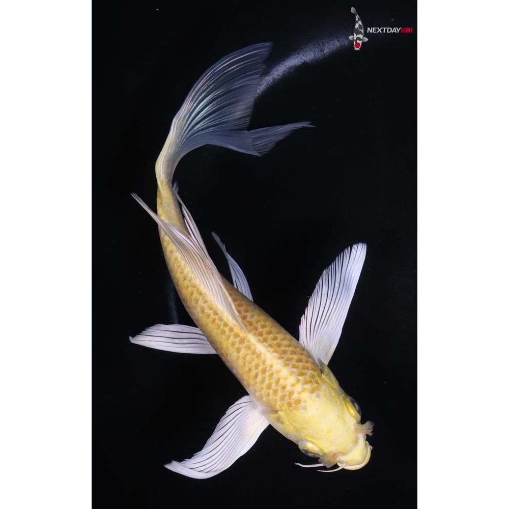 6.5” Imported Yamabuki Ogon Butterfly Koi