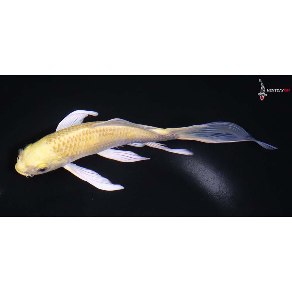 6.5” Imported Yamabuki Ogon Butterfly Koi