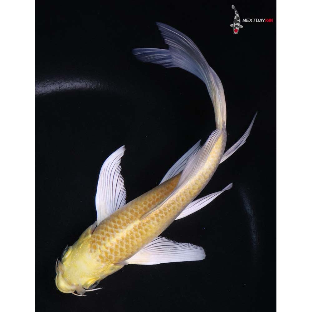 6.5” Imported Yamabuki Ogon Butterfly Koi