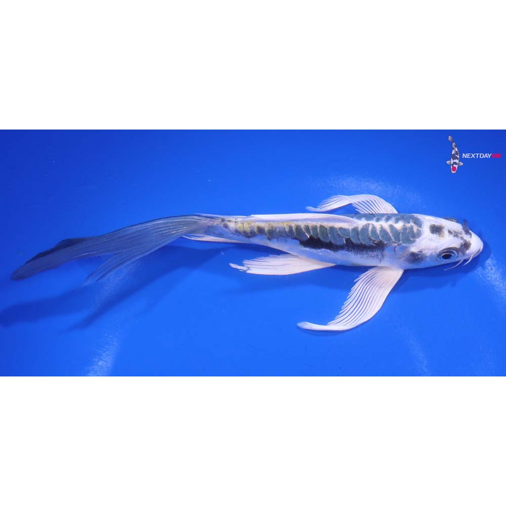7” Imported Kin Kikokuryu Butterfly Koi
