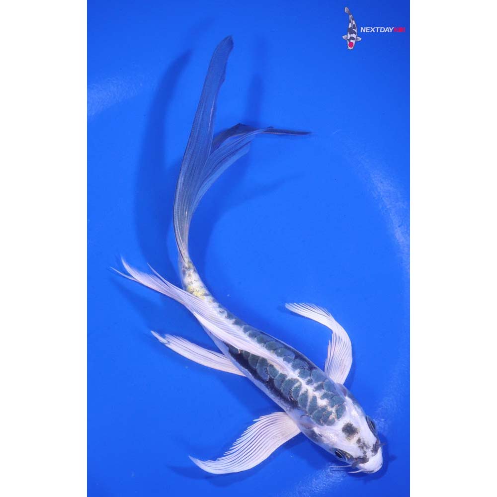 7” Imported Kin Kikokuryu Butterfly Koi