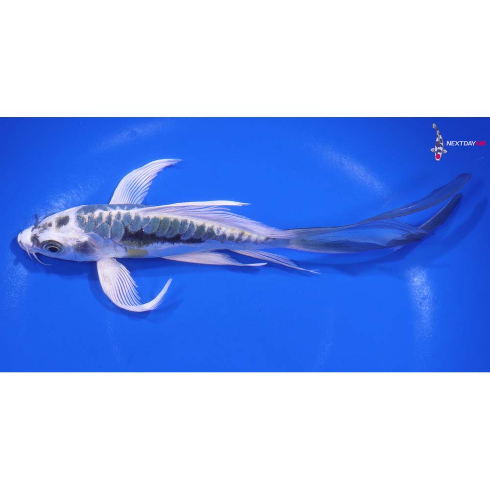 7” Imported Kin Kikokuryu Butterfly Koi