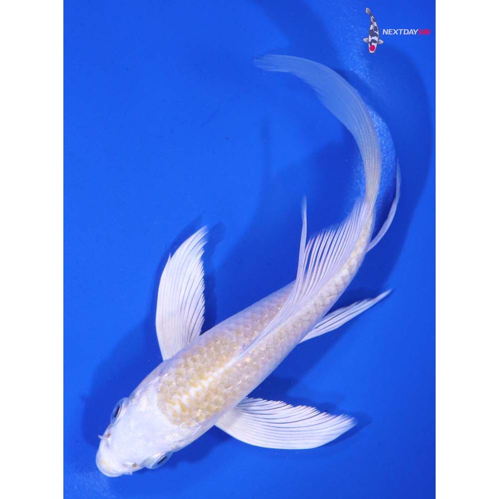 5” Imported Lemon Hariwake Butterfly Koi